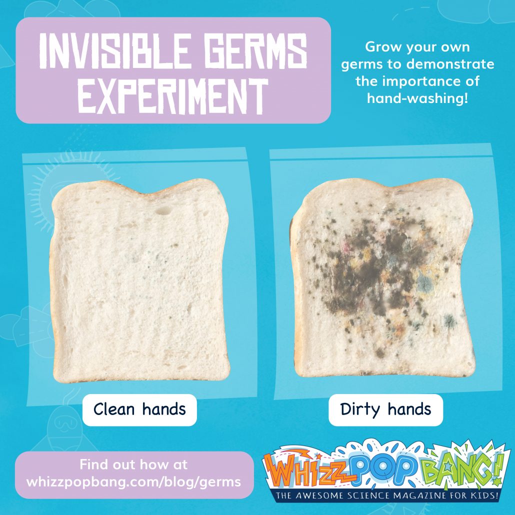 Bread Mold Science Project  Learn About the World of Mold