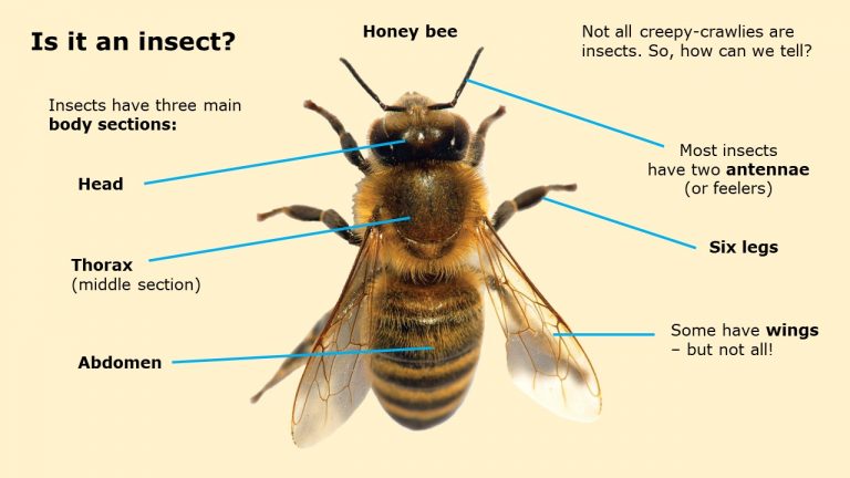 Teaching insects – Whizz Pop Bang Blog